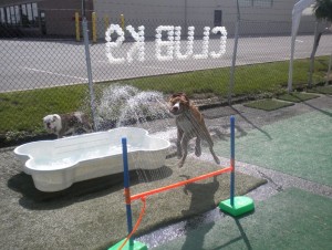 Club K9_Outside Fun