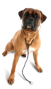 Belpar Pet Care Centre_Doc Dog