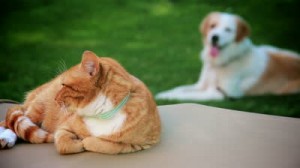 Belpar Pet Care Centre_Cat and Dog