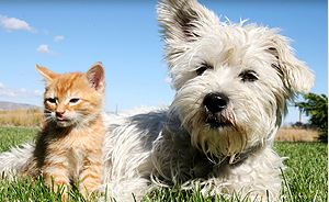 uniontown veterinary clinic_catdog