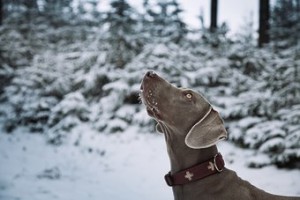 uniontown veterinary clinic_snow and dog