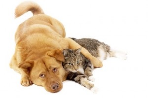 Belpar Pet Care Centre_cat and dog