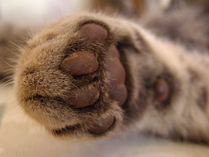 belpar_kitty paw