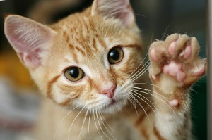 Uniontown Veterinary Clinic_cat paw