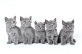 Uniontown Veterinary Clinic_cats