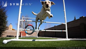 SYNLawn_Pet Training