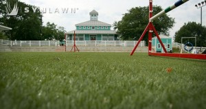 SYNLawn_Dog Run