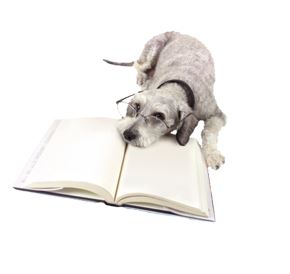 uniontown vet _dog with book