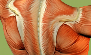 Grahames Massotherapy_Back Muscles