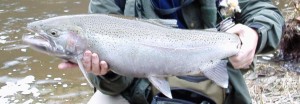 romakers_steelhead