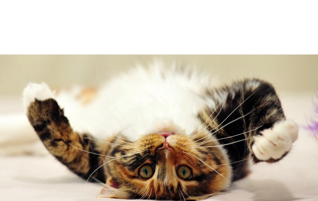 Litter Box Problems Belpar Veterinary Clinic in Canton, Ohio! i Shop